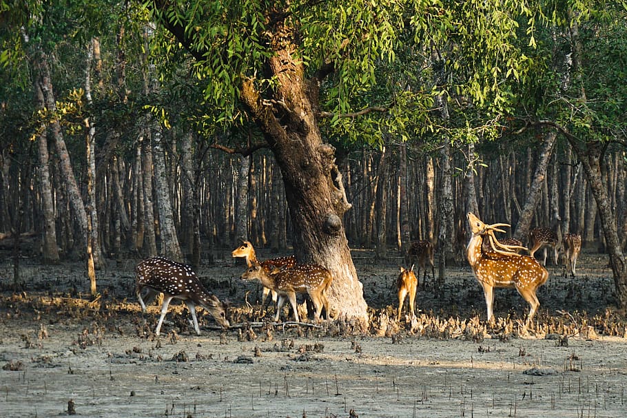 https://www.sundarbanexplore.com/wp-content/uploads/2023/04/deer-sundarban-life-tourism.jpg