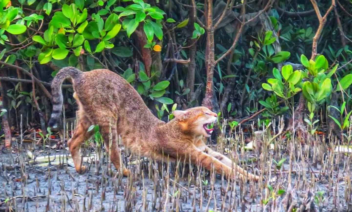 https://www.sundarbanexplore.com/wp-content/uploads/2023/09/package-background.jpg